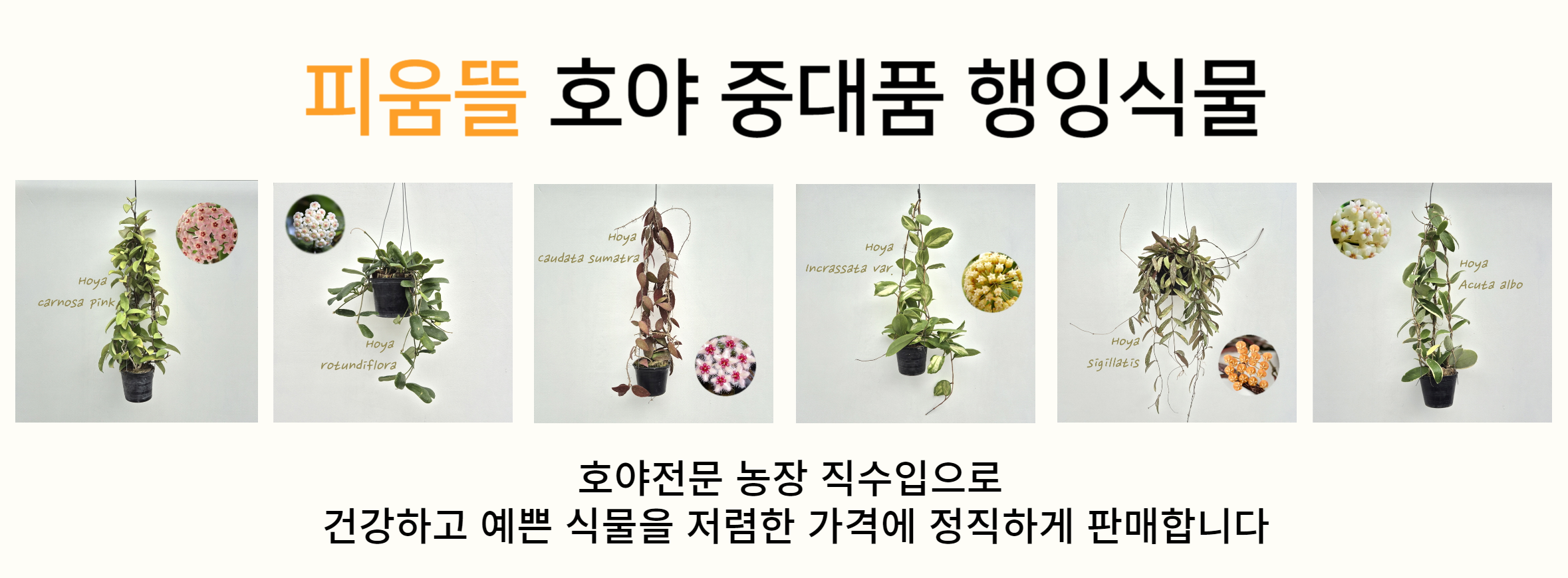 배너 이미지
